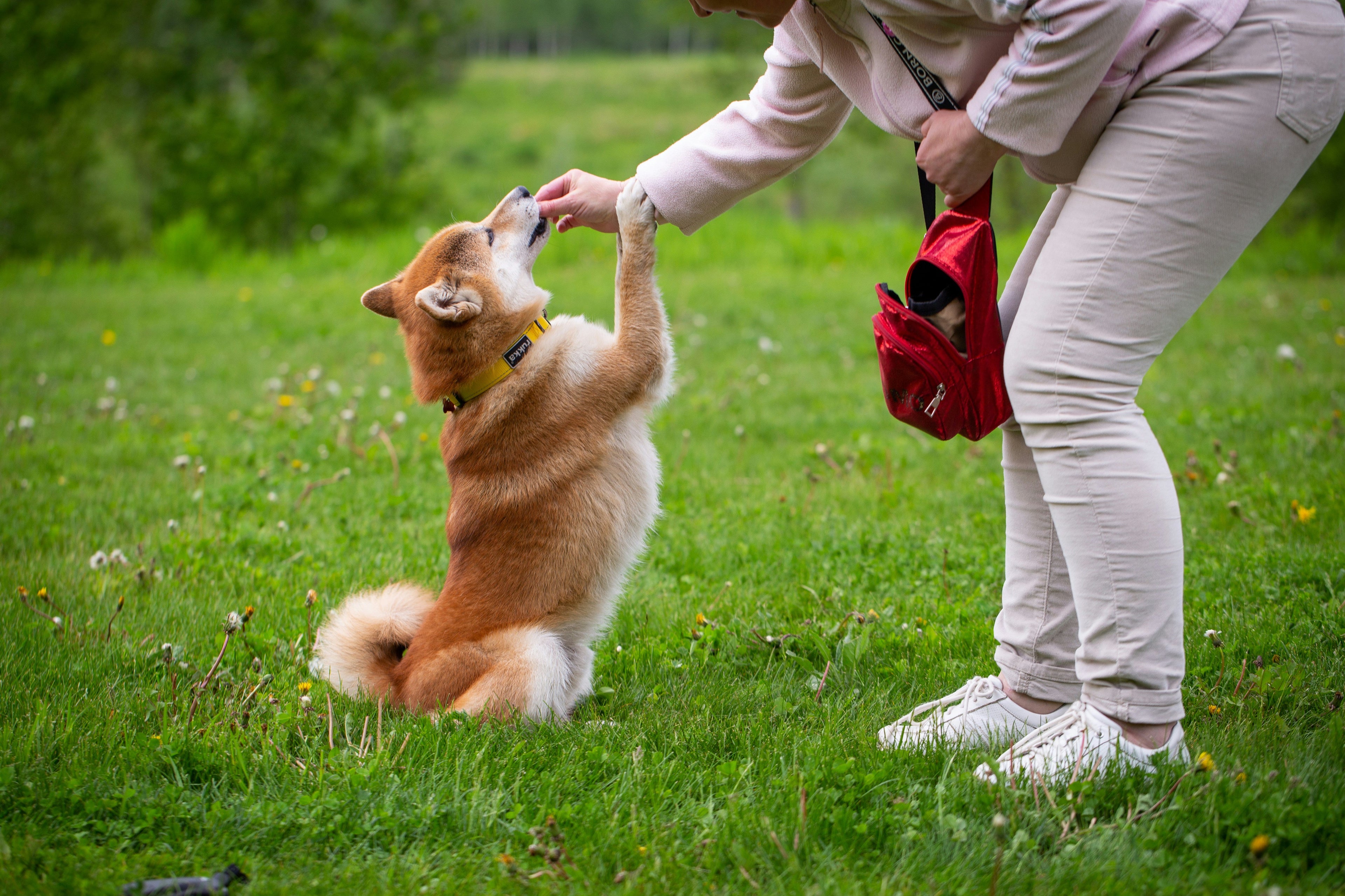 Guides for pets